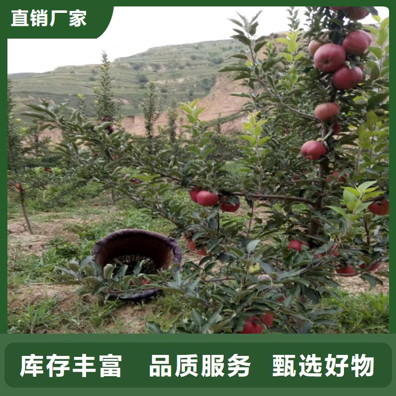石榴树种植技术