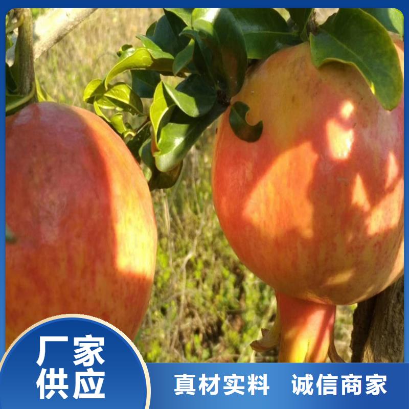甜籽石榴苗量多优惠