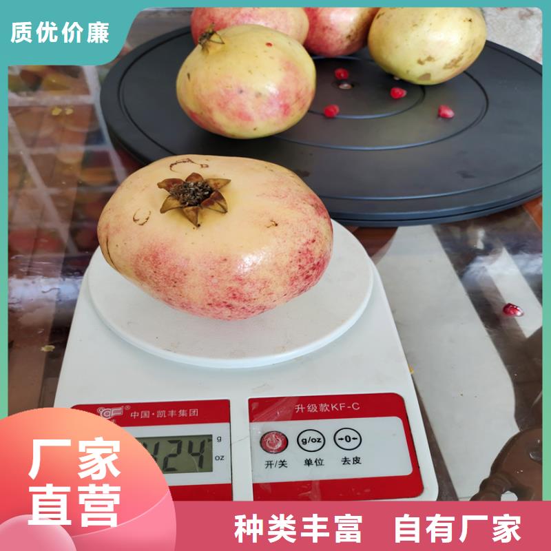 甜籽石榴苗成活率高
