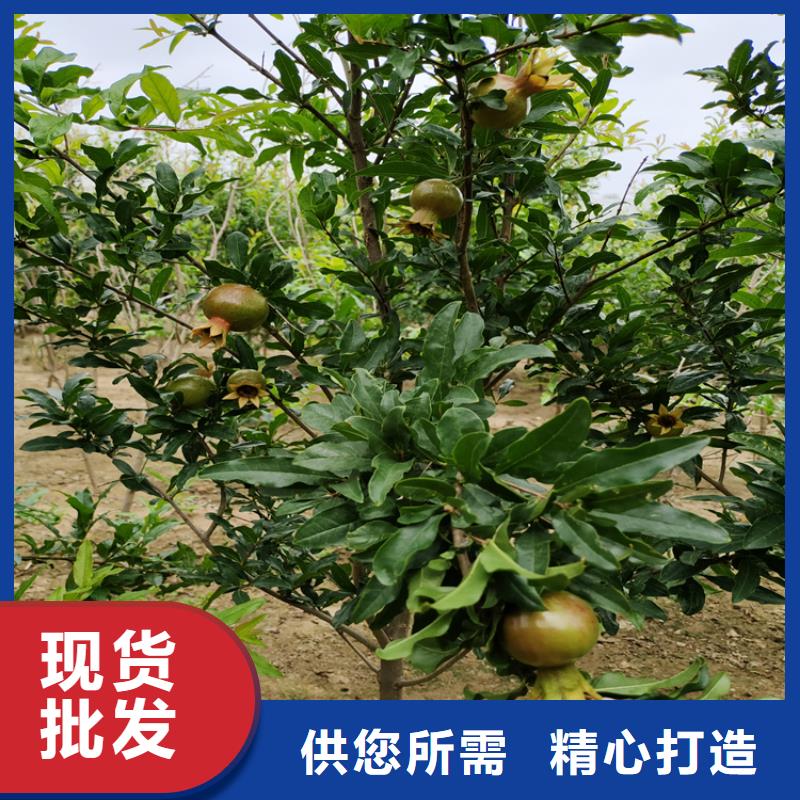 石榴梨树苗品牌企业