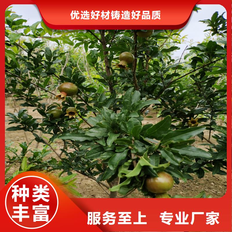 黑籽石榴苗量大从优