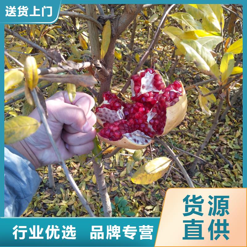 黑籽石榴苗质优价廉