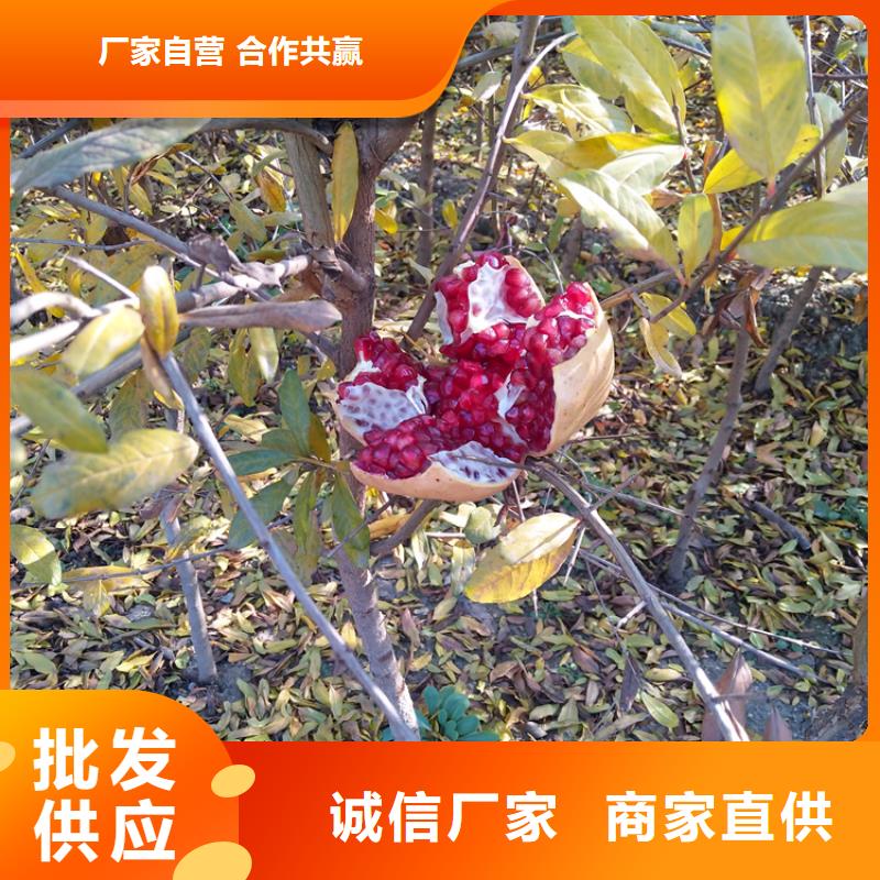 石榴树现挖苗现发货