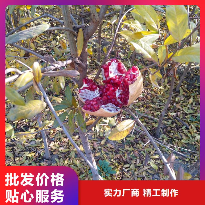 甜籽石榴树基地直销