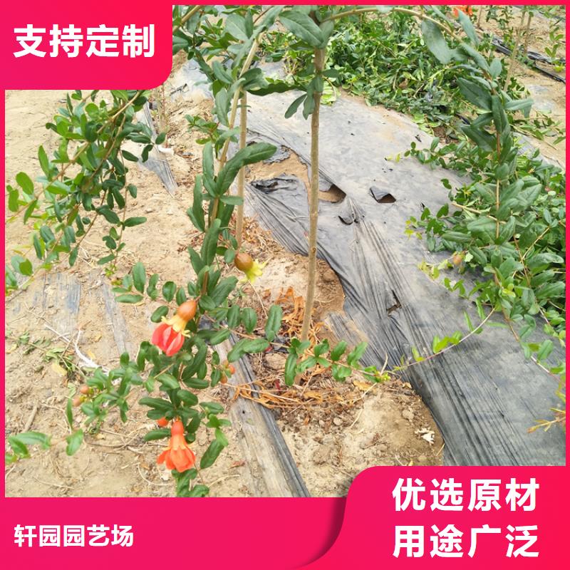 甜籽石榴树苗产量多少