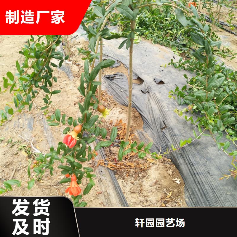 黑籽石榴苗量大从优