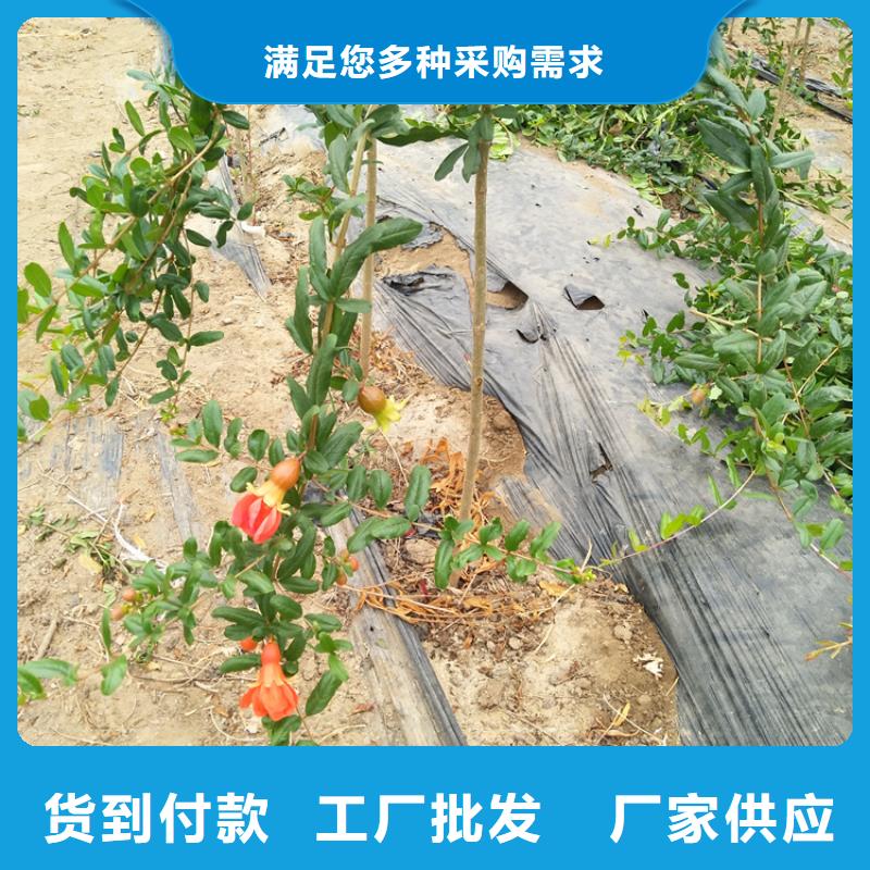 【石榴蓝莓苗量大更优惠】