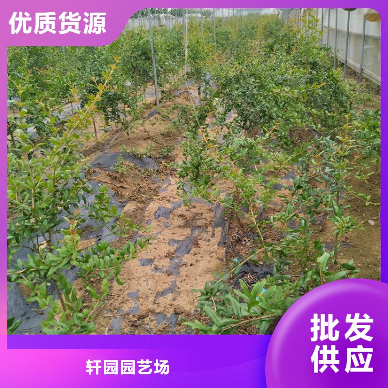 黑籽石榴苗量大从优