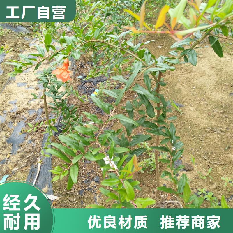 大个石榴树苗种植管理技术