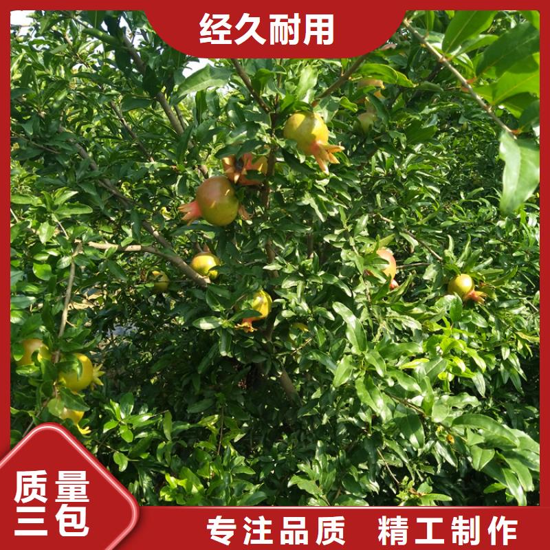 石榴3公分石榴苗当地货源
