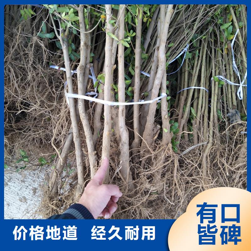 石榴梨树苗品牌企业