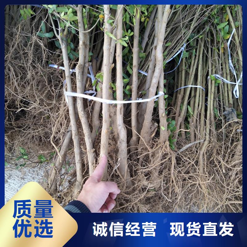 石榴红石榴苗基地追求细节品质