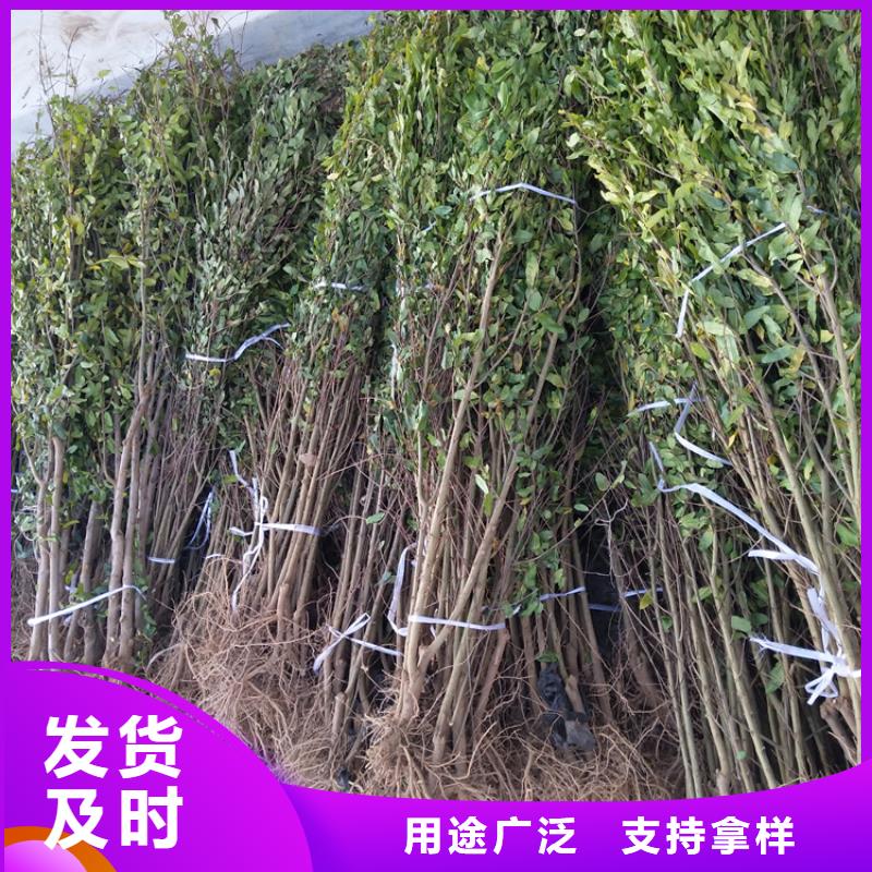 甜籽石榴树苗种植管理技术