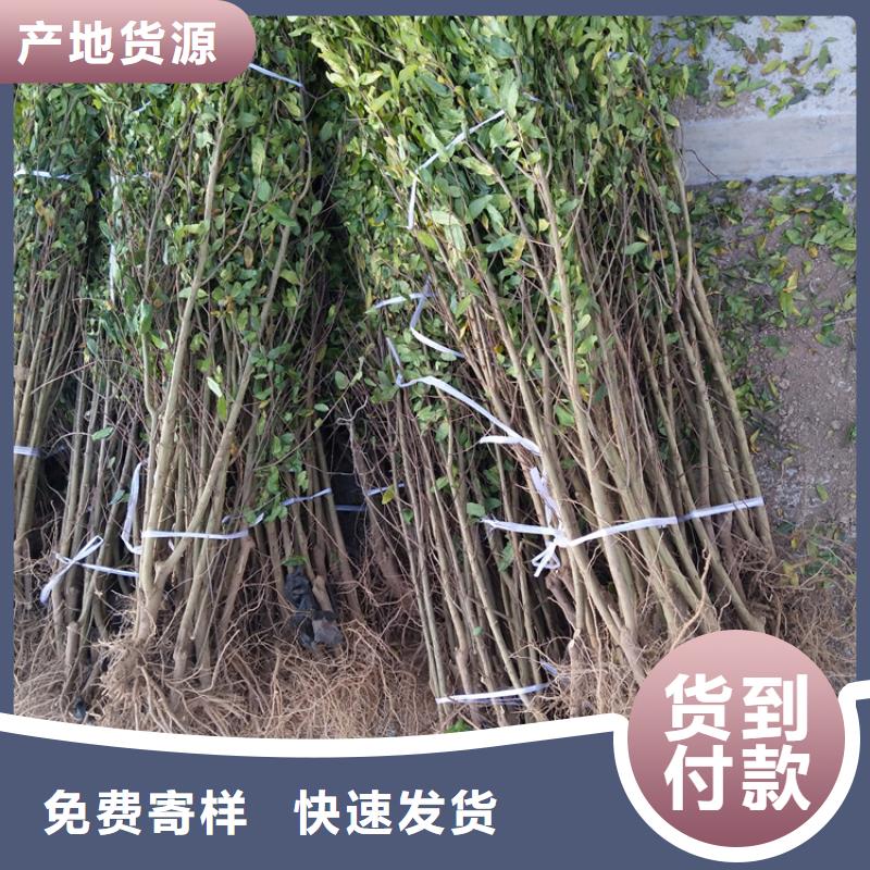 石榴树基地直销
