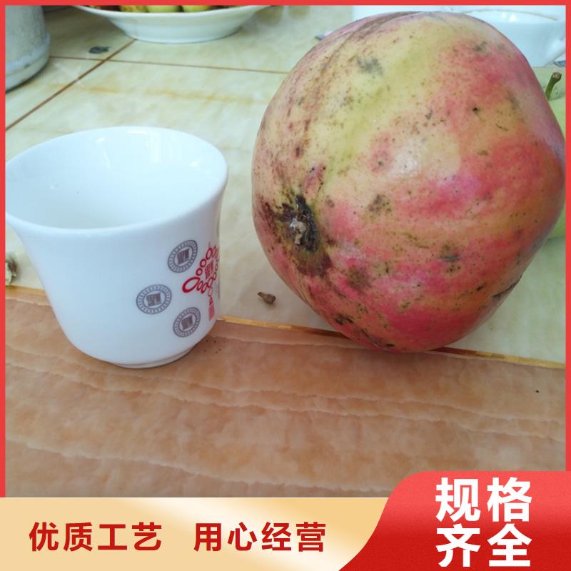 软籽石榴苗适合种植地区