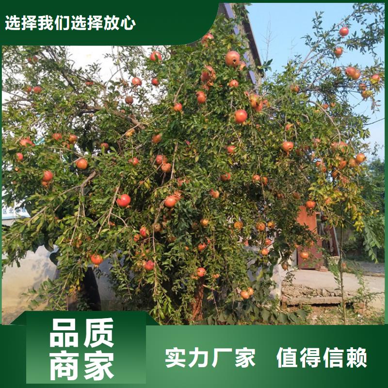 石榴樱桃苗工期短发货快