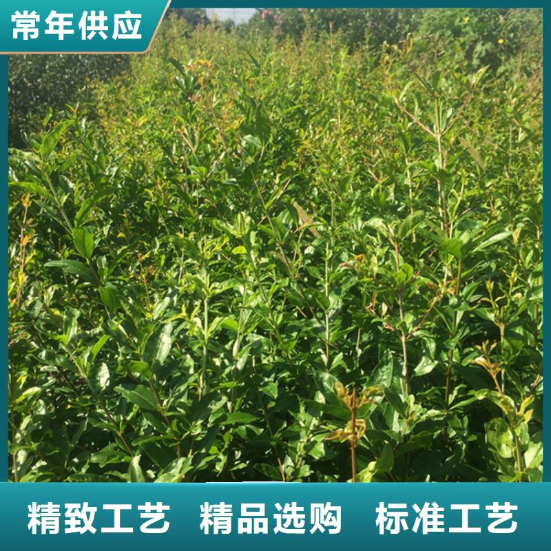 软籽石榴苗经济效益