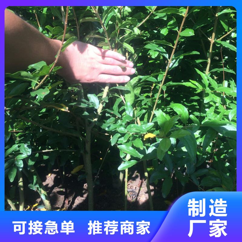 石榴杏树苗质检合格出厂