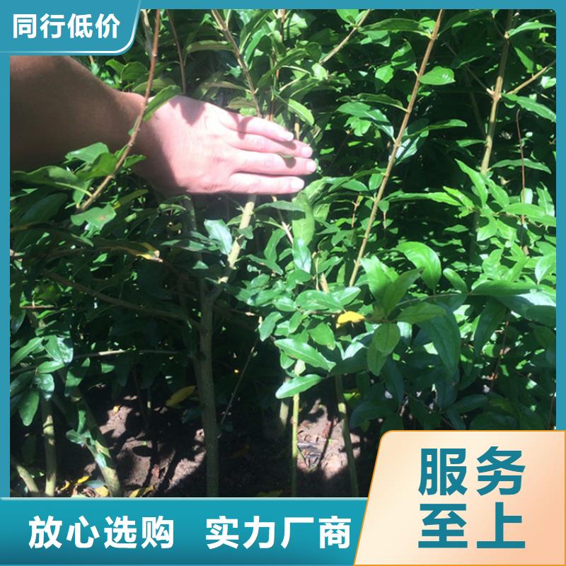 石榴桃树苗品质有保障