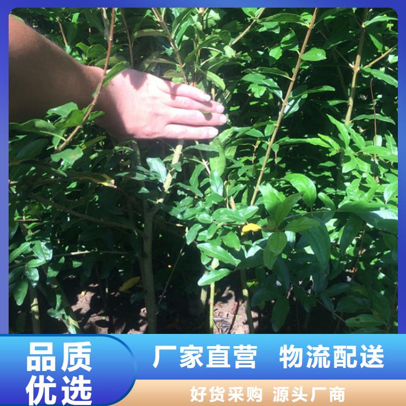 黑籽石榴苗质优价廉
