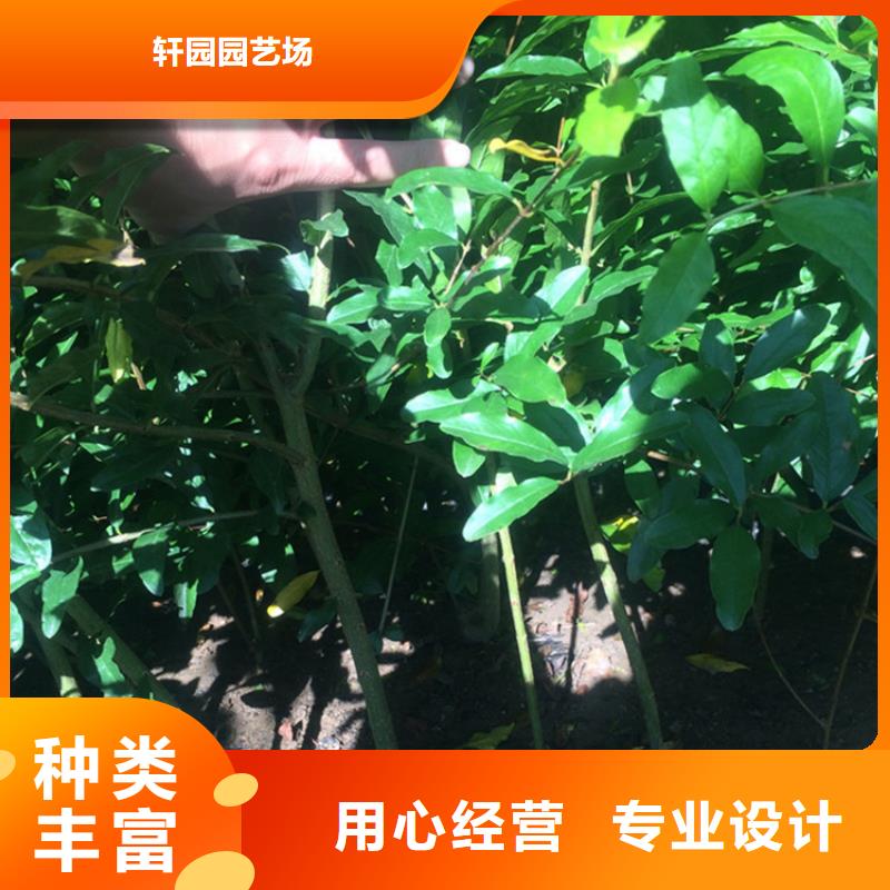 石榴红石榴苗基地追求细节品质