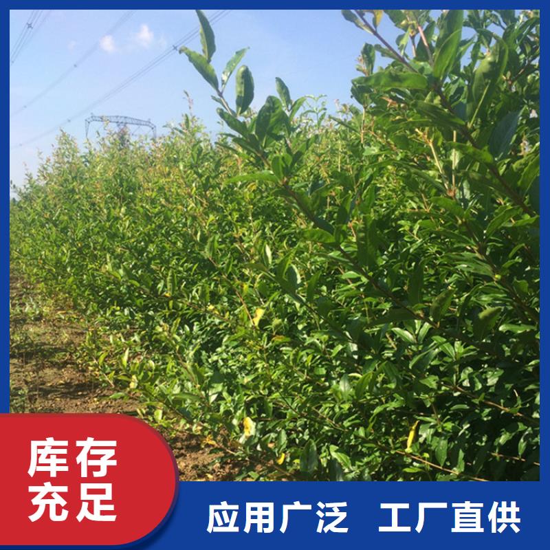 黑籽石榴树苗产量多少