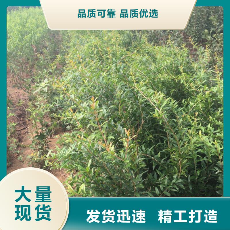 石榴葡萄苗精心打造