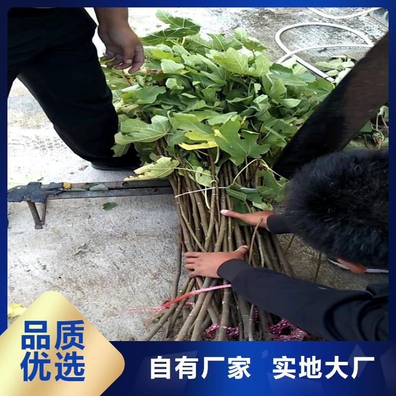 无花果樱桃苗品质之选