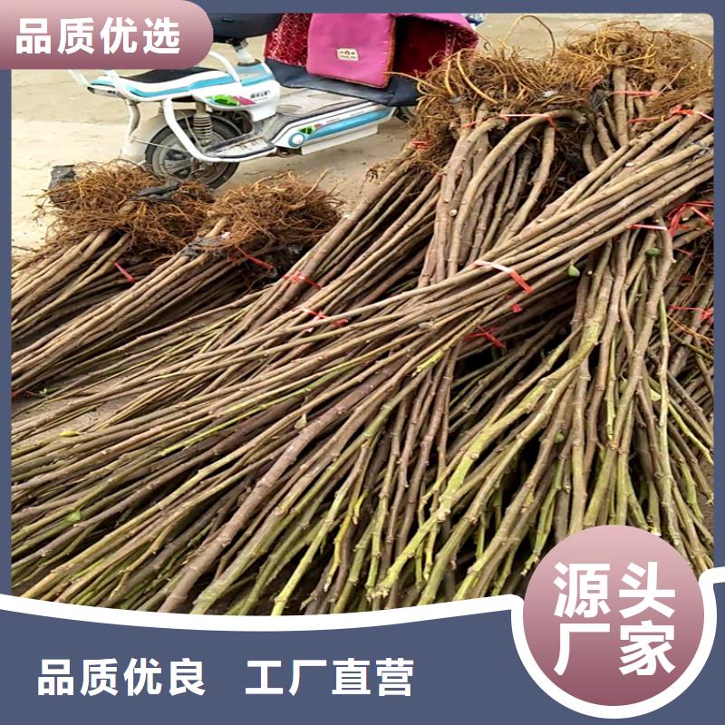 无花果樱桃苗品质之选