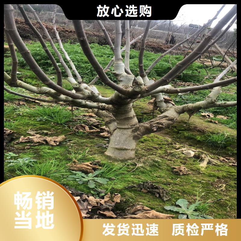 无花果-石榴树长期供应