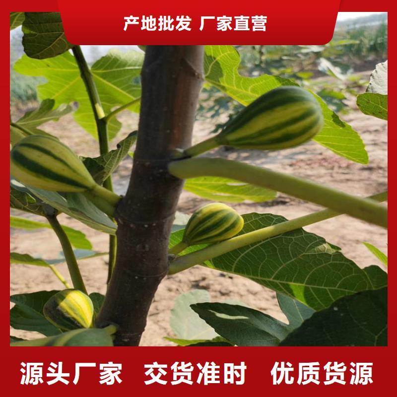 无花果西瓜苗批发商