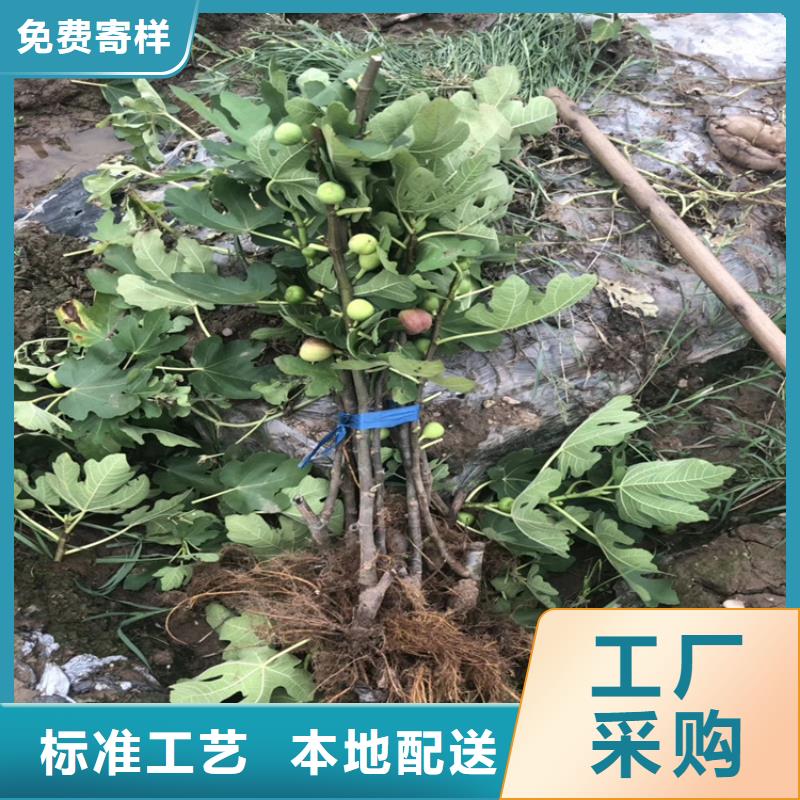 无花果树苗量大从优