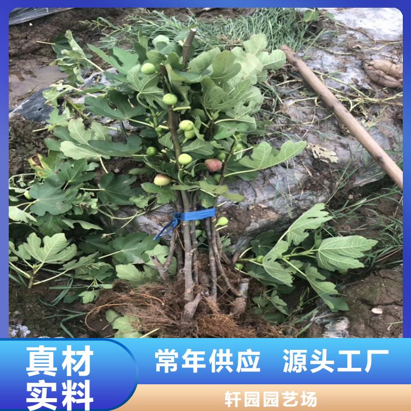 无花果西瓜苗批发商
