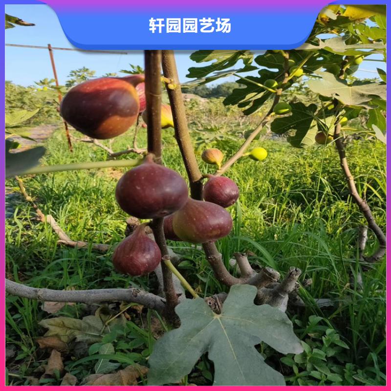 无花果【樱桃苗】拒绝中间商