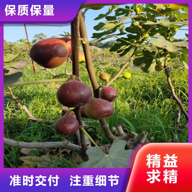 无花果西瓜苗批发商