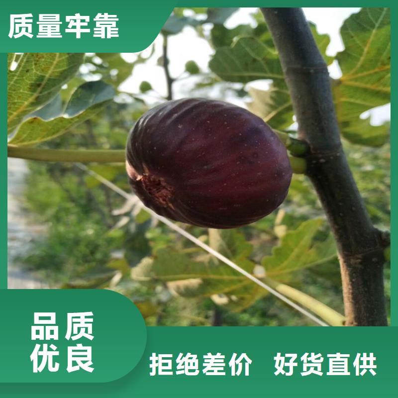 【无花果,西瓜苗工厂价格】
