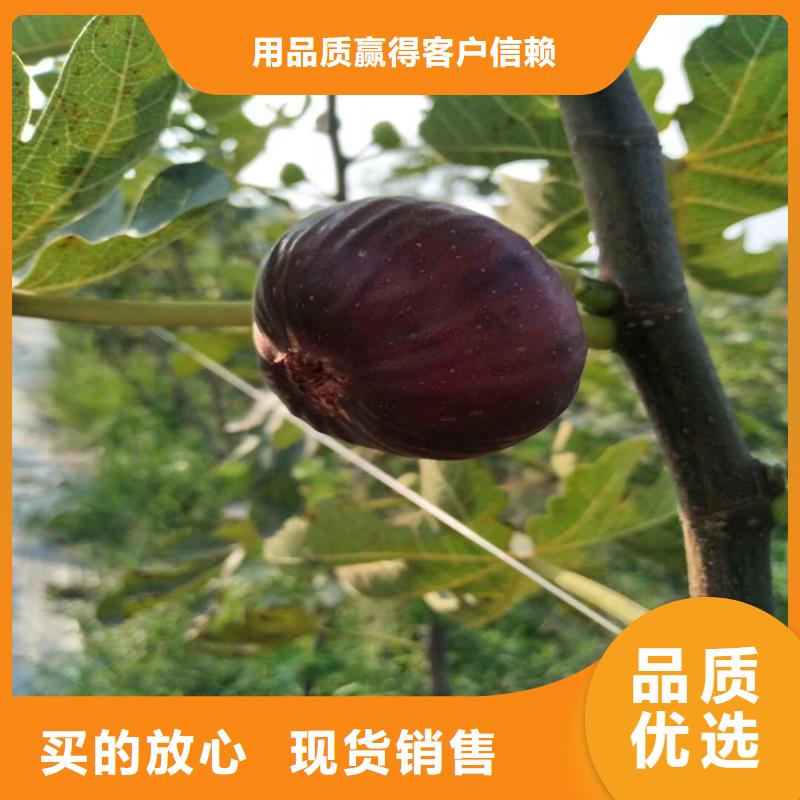 无花果【樱桃苗】拒绝中间商