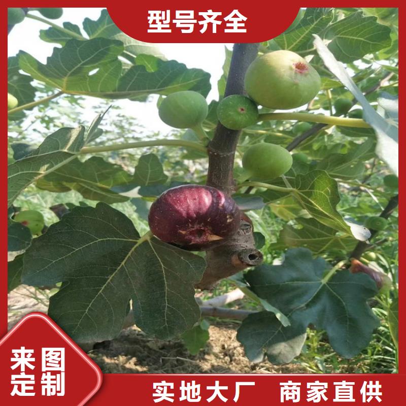 无花果樱桃苗品质之选