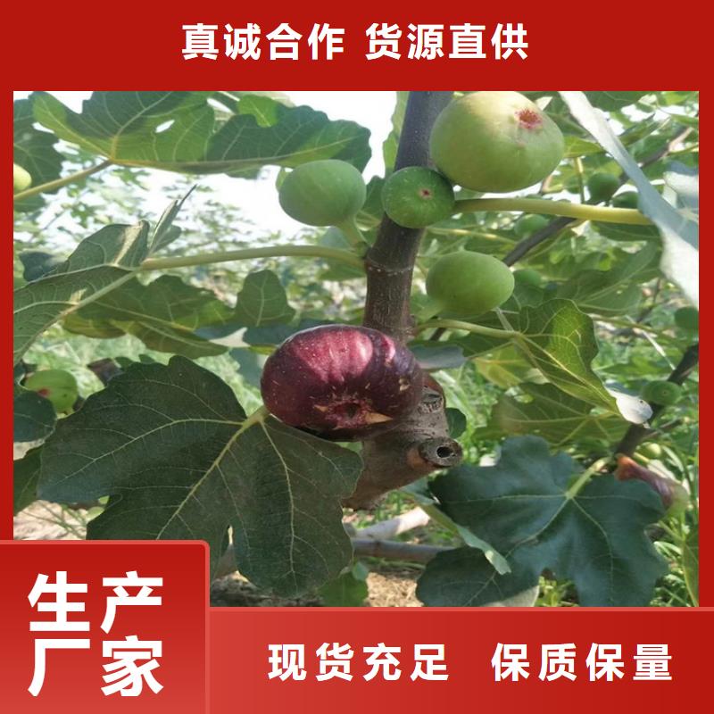无花果樱桃苗品质之选