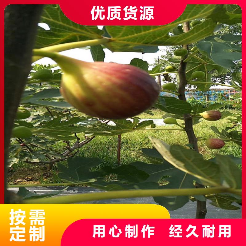 无花果杏树苗供应采购