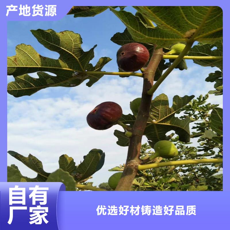 无花果无花果苗厂家直营