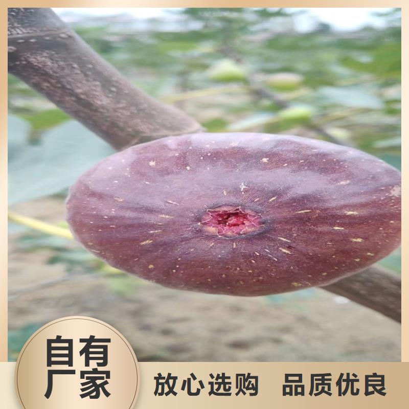 无花果西瓜苗批发商