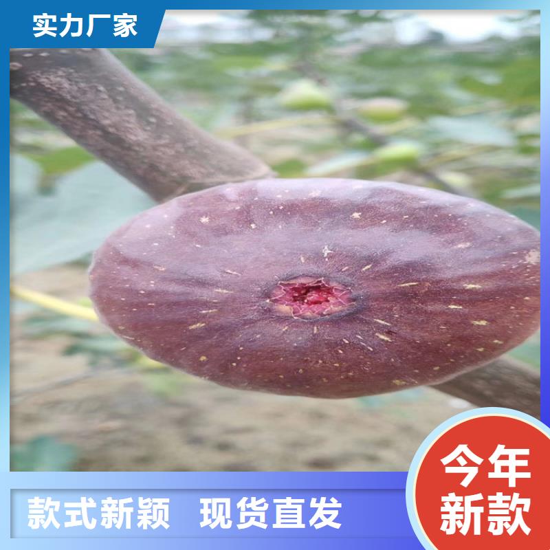 无花果樱桃苗品质之选
