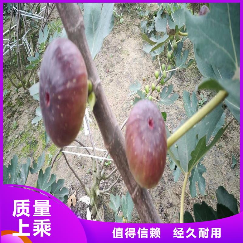 无花果樱桃苗细节展示