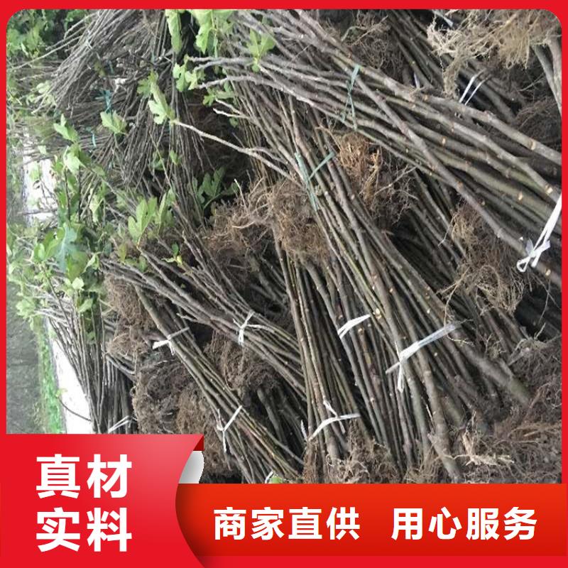 无花果西瓜苗批发商