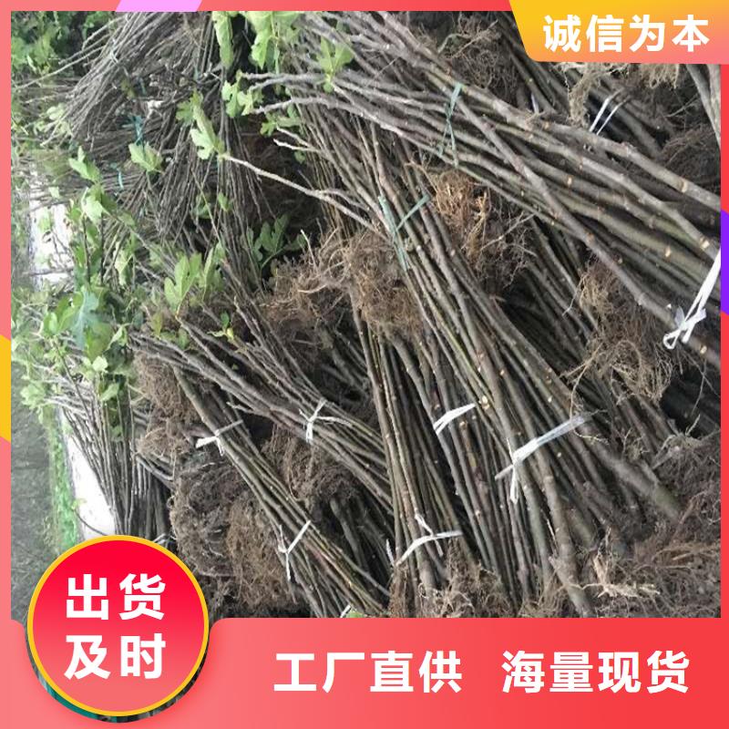 无花果樱桃苗批发供应