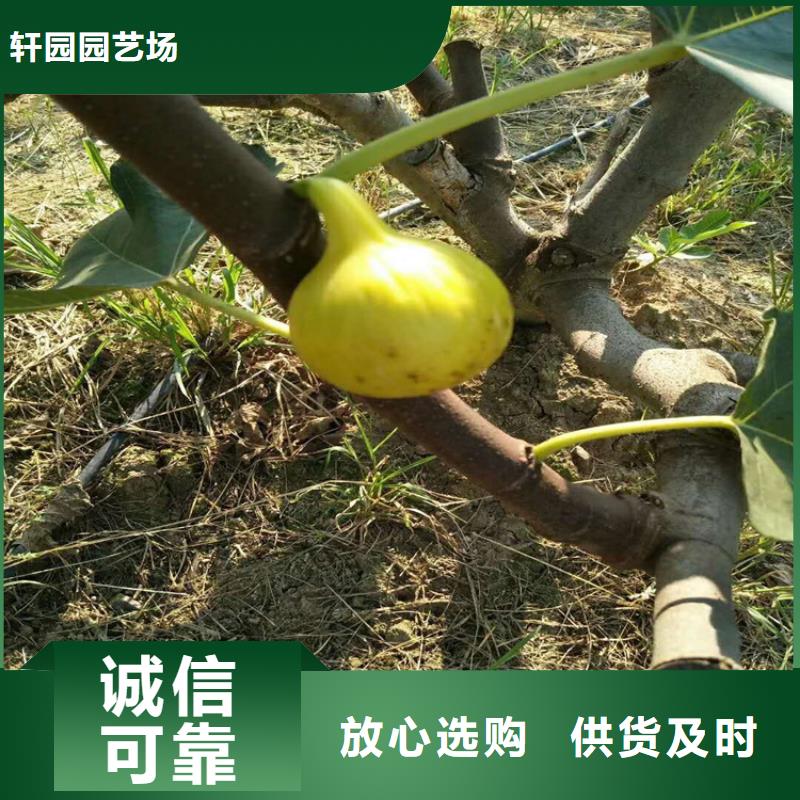 无花果【樱桃苗】拒绝中间商