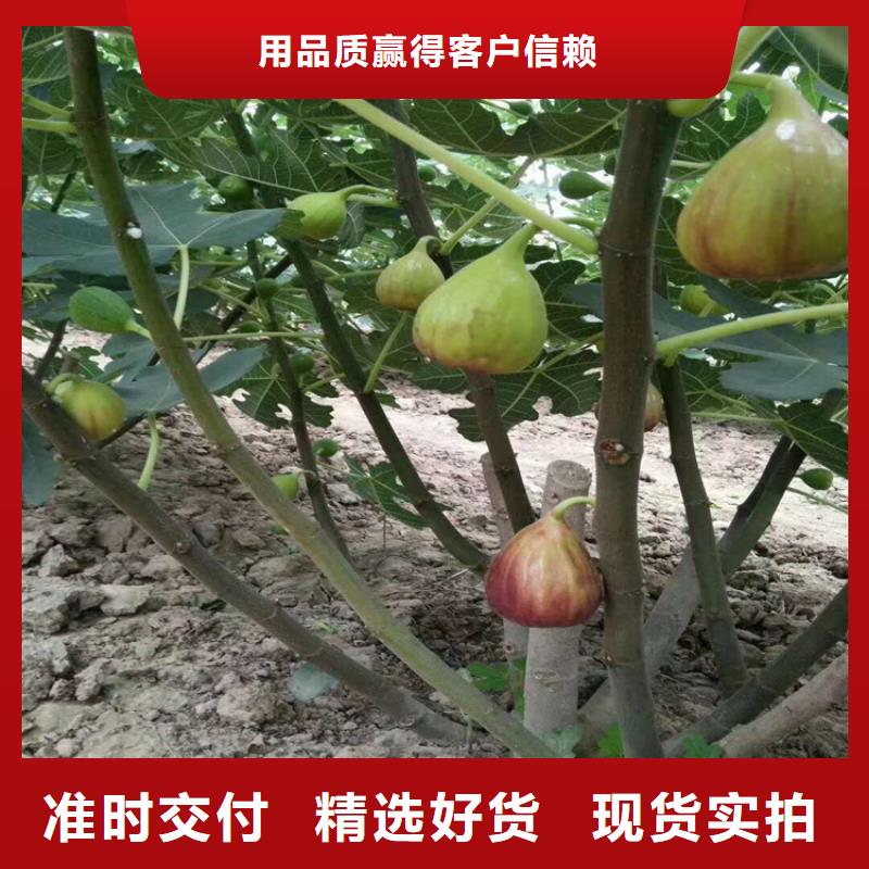 无花果西瓜苗批发商