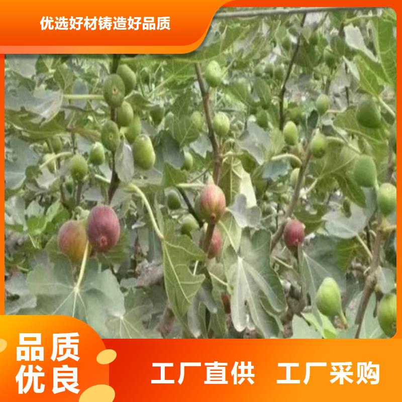 无花果西瓜苗批发商