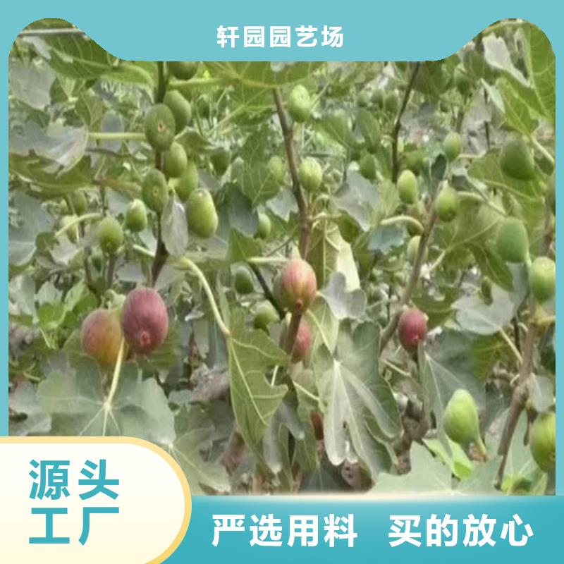 无花果无花果苗厂家直营